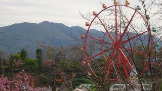 八重桜がきれいでした