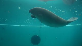 マナティー館は無料です。