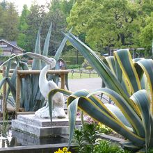 味のあるペリカン