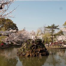 桜のための池泉回遊式庭園とでもいいましょうか。