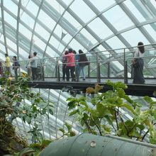 クラウド・フォレスト