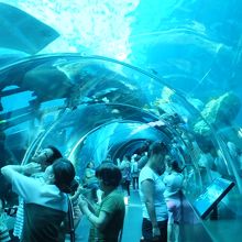 シーアクアリウム 