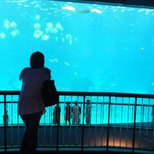 シーアクアリウム 