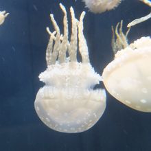 シーアクアリウム 