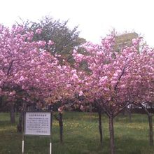 やはり桜の季節が一押しです