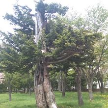 イチイ松の様子