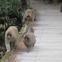 野生の猿には要注意。餌やりは絶対しないで