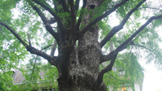 パワスポイチョウさん