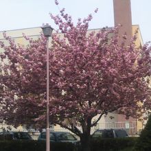 桜も綺麗に咲いていました