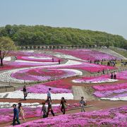 ２．９ヘクタールの芝桜