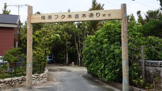 並木ではありません。森といっても良いところです。