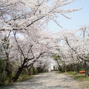 寒河江市内からも近いし、お花見には最適な場所