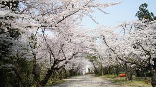 寒河江市内からも近いし、お花見には最適な場所