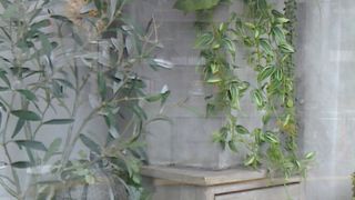 グリーン系がすずやかです！