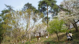 登り道は桜の林の斜面にいくつもあって