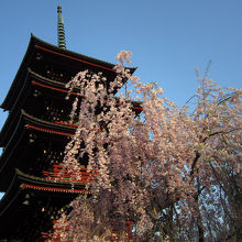 桜と塔。