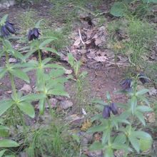 移植から10年近くが経ち、完全に定着した感がありますね！