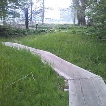 湿地帯には木道も整備されています