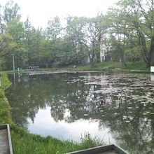 木道が整備された池の様子