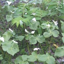 エンレイソウ群落の様子