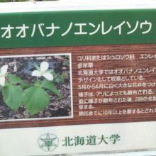 解説はこちらで。