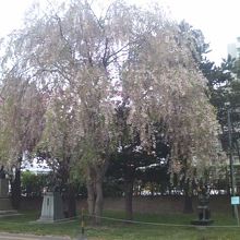 枝垂桜と母子像(右下）のコラボ風景