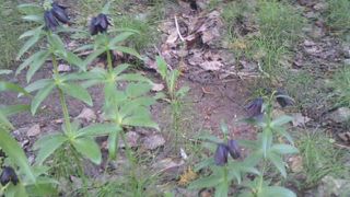 黒百合会のクロユリ群落も是非お見逃しなく…