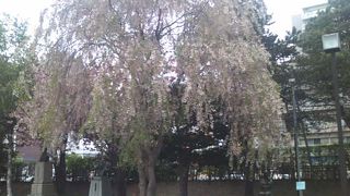 枝垂桜が見事でした