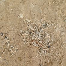 サンゴの砂浜は歩いてて楽しい