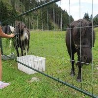 敷地内にはポニーも飼っていて、子供は無料で乗ることができます