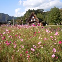 コスモスもキレイでした。