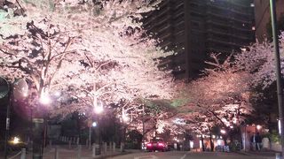 都心で桜を楽しめます。