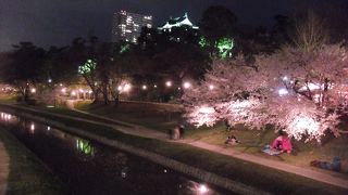 夜桜も楽しめます。