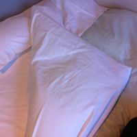 清潔なベット。