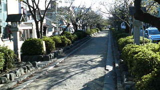 鶴岡八幡宮へ続く車道の真ん中の遊歩道