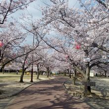 公園東口入口付近の満開桜並木。