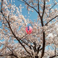 青空のもと、淡い桜には濃いピンクの提灯が良く似合う。