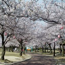 休憩舎付近の満開桜トンネル。