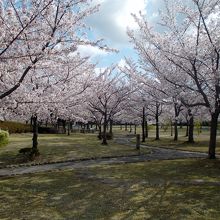 青空を覆い尽くしそうな満開桜並木。