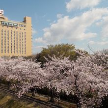 衣浦グランドホテルと満開桜。