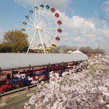 観覧車・おとぎ列車「あかしのポッポちゃん」と満開桜。