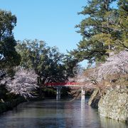 岡崎城・桜・五万石藤が見どころ！