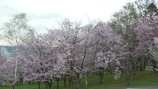 桜の時季楽しめます！小さい子を持つ若いファミリーにおススメ！