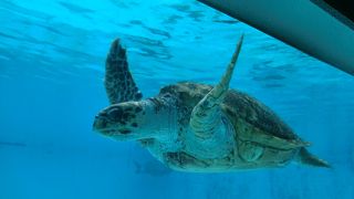 ウミガメが可愛い