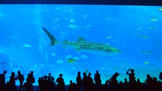 大きなジンベイザメ♪