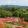 色鮮やかなつつじが山全体を埋め尽くす