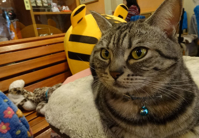 猫花園 マオホアユエン クチコミ アクセス 営業時間 台北 フォートラベル