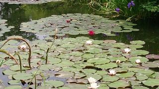 睡蓮の庭、睡蓮や薔薇がきれいでした