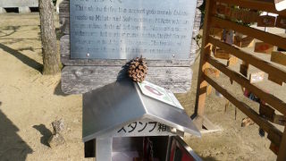 道後温泉本館が一望！