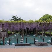 小田原城址公園にある、大正天皇も絶賛したといわれる花房が1mにもなる見事な藤棚